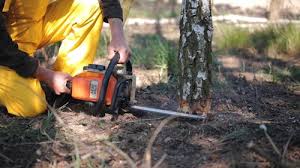 Reliable Trinity, AL  Tree Services Solutions